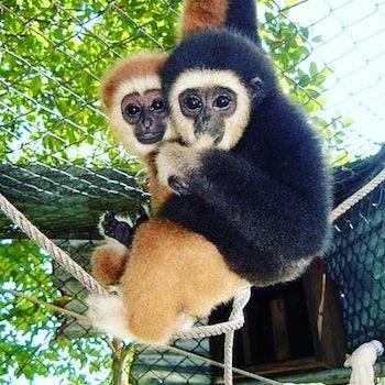 Chanee Kalaweit gibbon Kalimantan Borneo