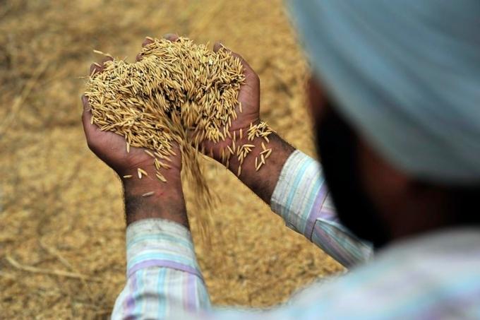 Des graines de riz du Pendjab