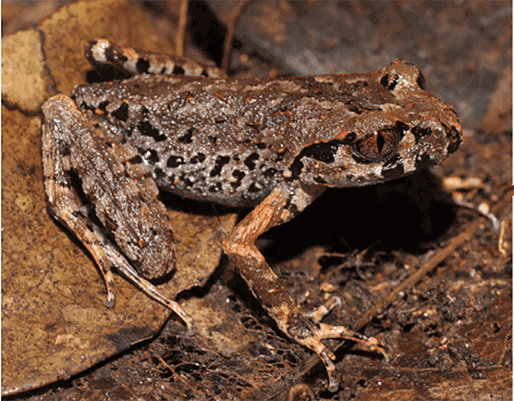 grenouilles des feuilles