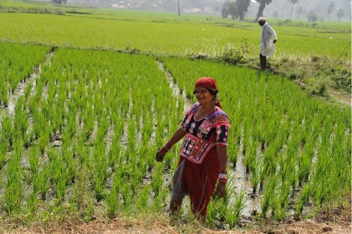 Gypsie travaillant dans les champs à Hampi