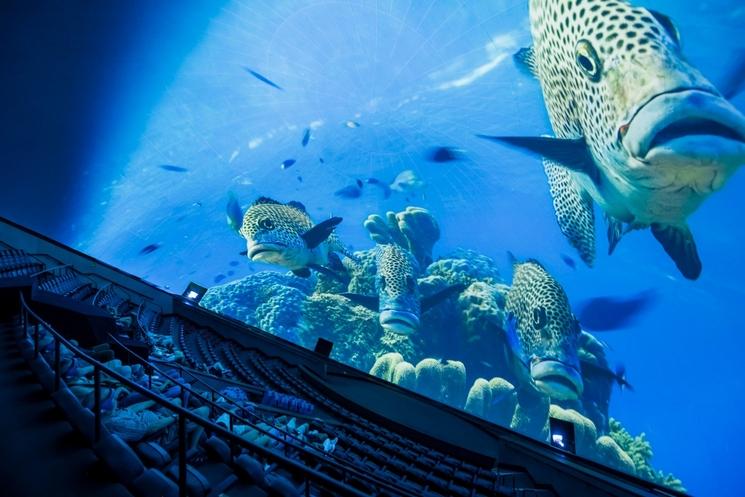 des poissons sur un ecran de cinema dans l´hemisferic a valencia