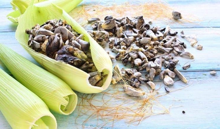 Le huitlacoche ou cuitlacoche