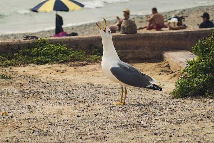 une mouette sur une plage de sable fin dans l'île de Tabarca