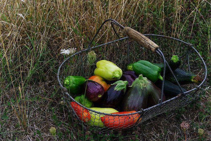 potager maison Istanbul 