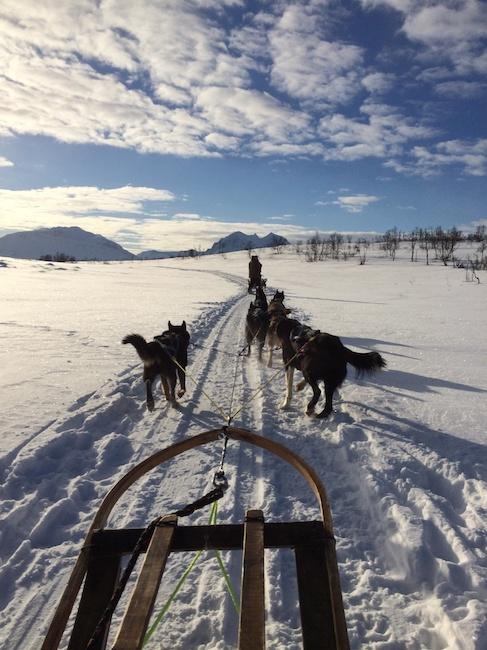 chien traineau Tromsø Norvège 