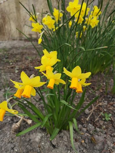 Jonquilles 