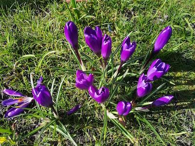 crocus 