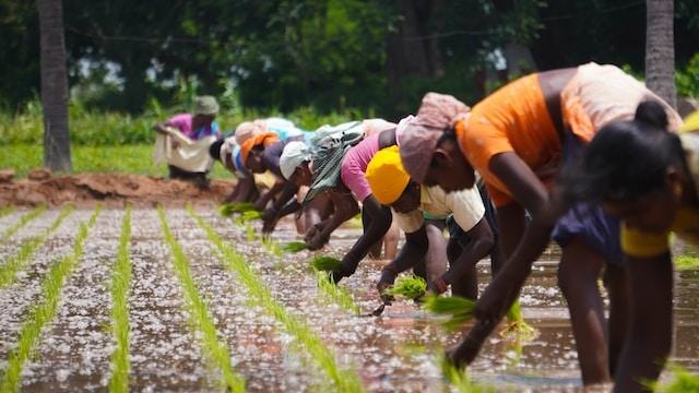 Repiqueuses de riz en Inde