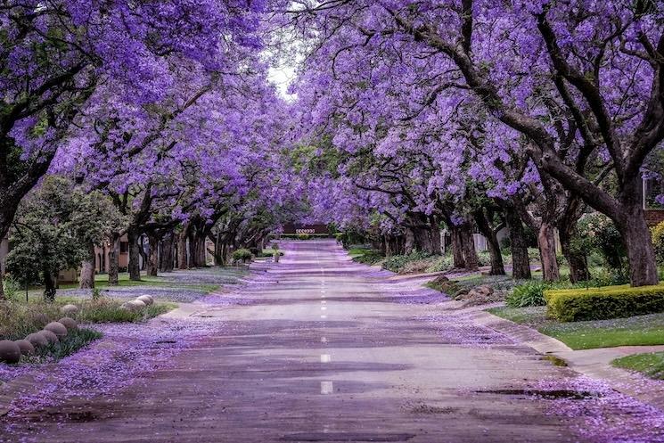 La beauté des jacarandas en Afrique du Sud