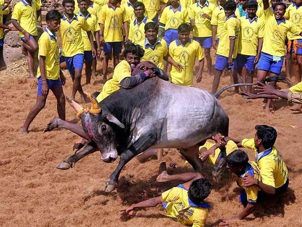 Jallikattu dans le Tamil Nadu