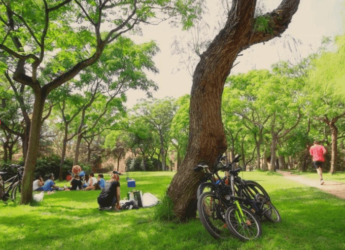 un arbre et des vélos dans le jardin du Turia à Valence