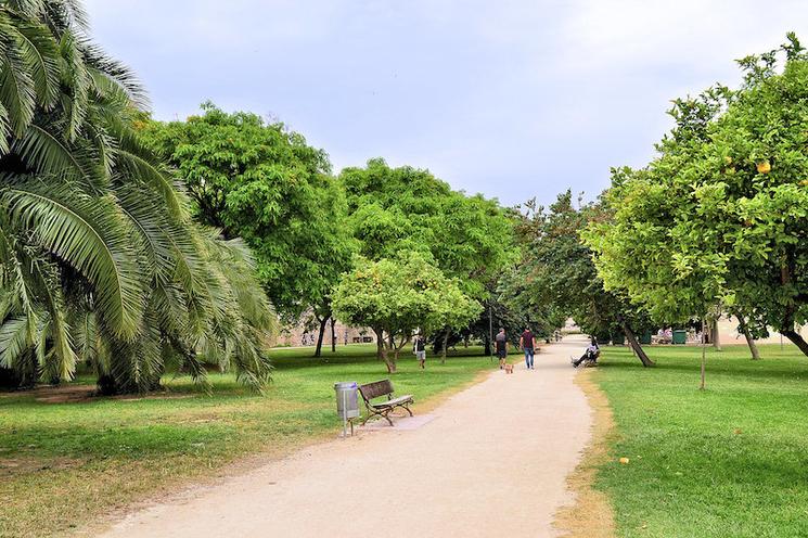 jardin vert avec des arbres et un palmier