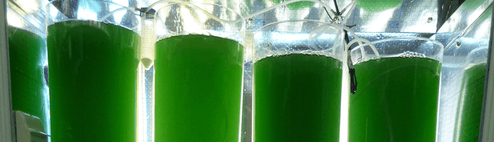 des verres de spiruline verte