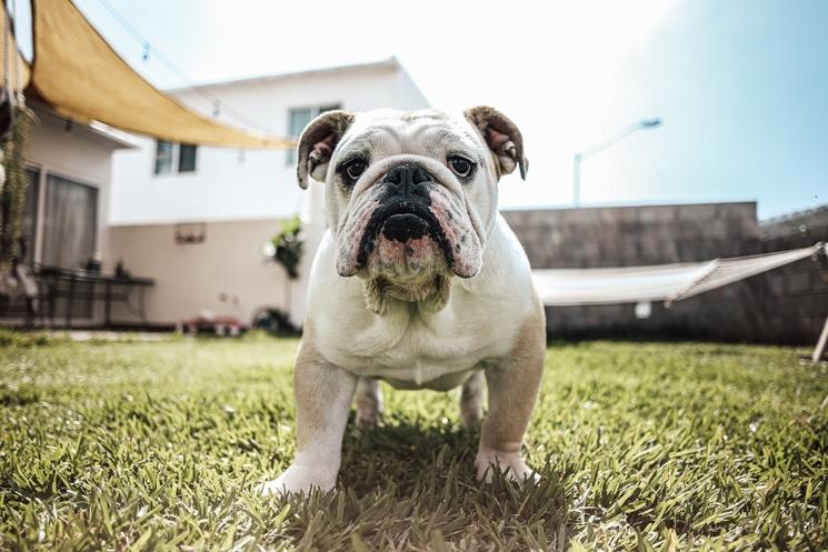 Un bouledogue debout face à l'objectif 