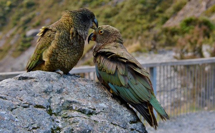 kea nouvelle zelande oiseau