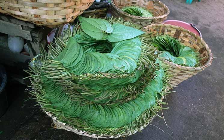 kentaro-komada-feuilles de betel