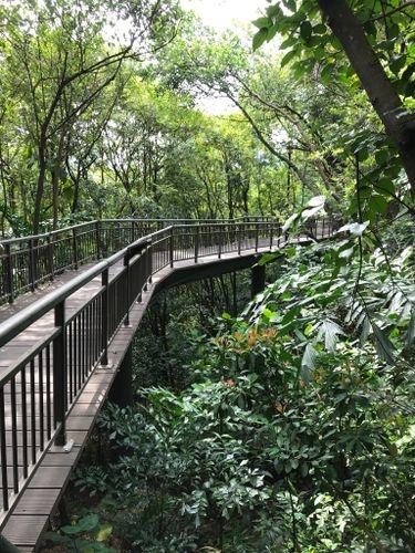 Southern Ridges, Jungle, Singapour