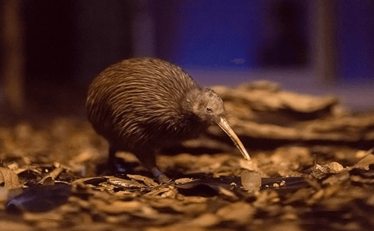 Kiwi North Museum