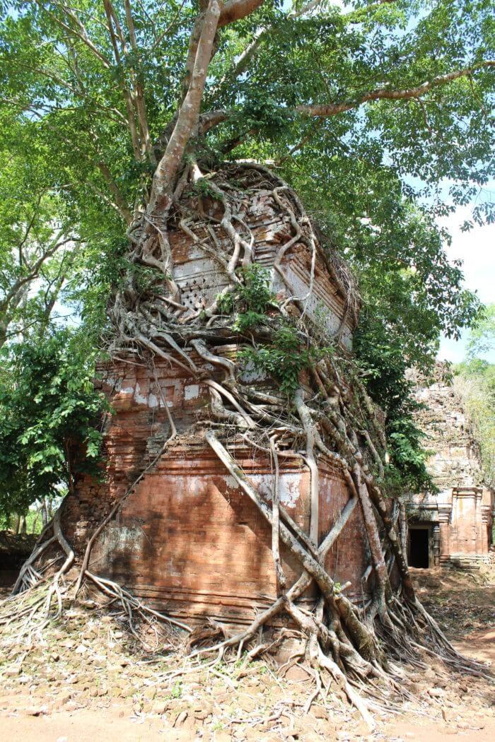 Prasat entouré de racines koh-ker