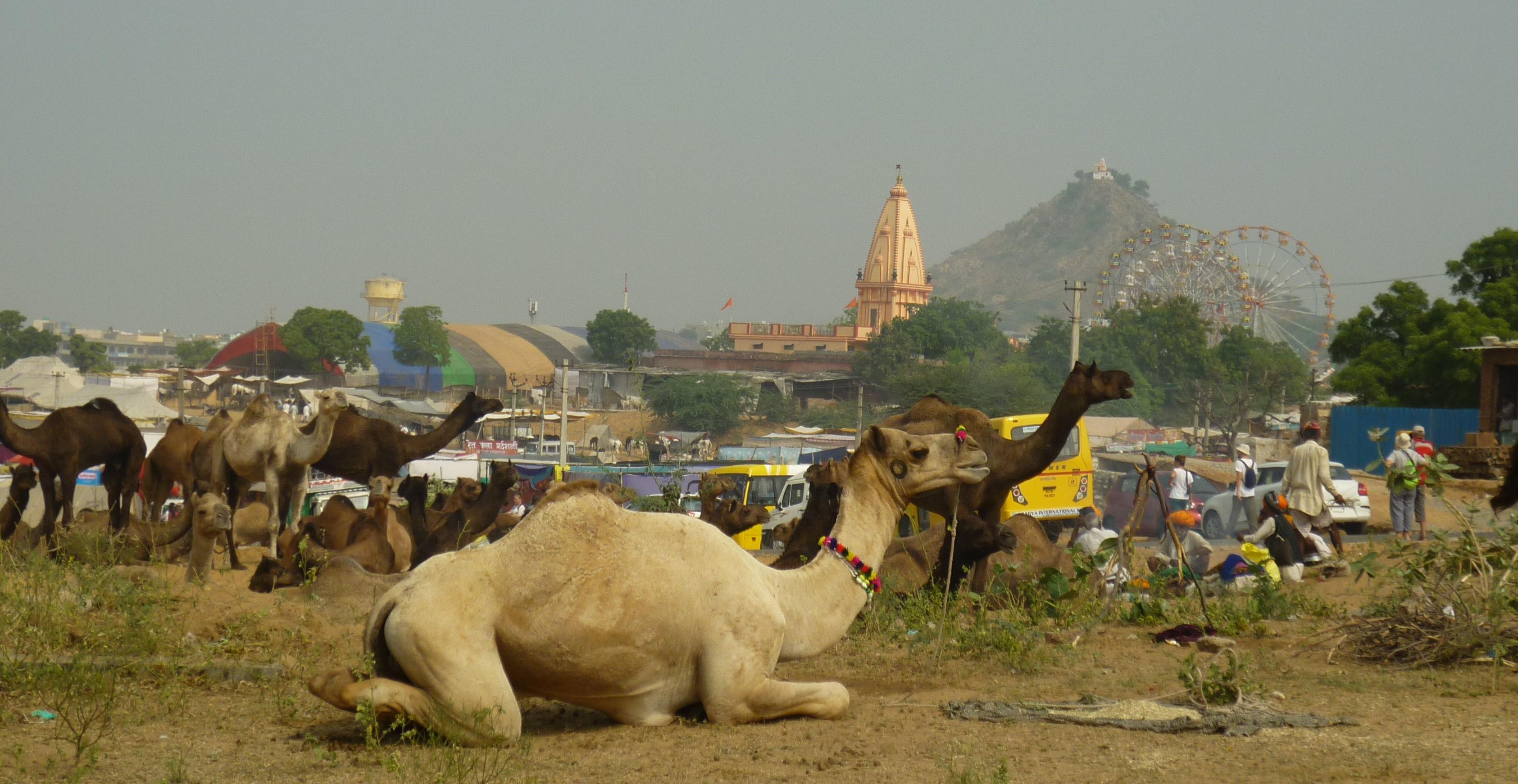 foire chameaux dromadaires inde nord 