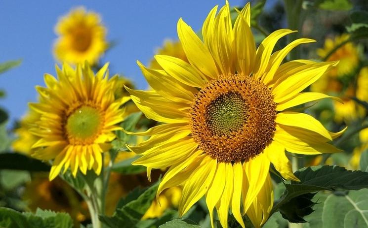 labyrinthe de tournesols en lombardie