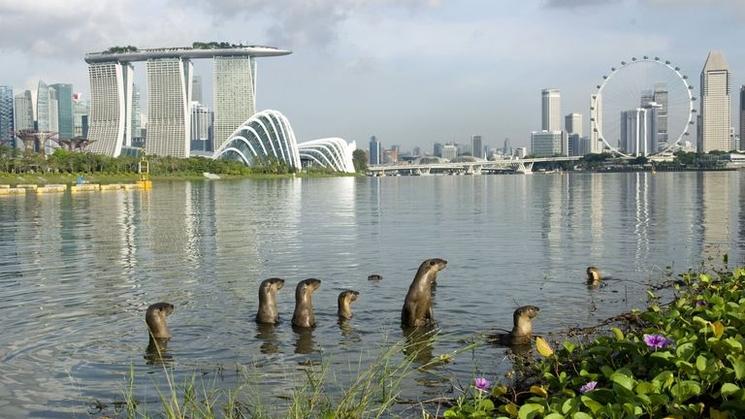 Des loutres à Singapour