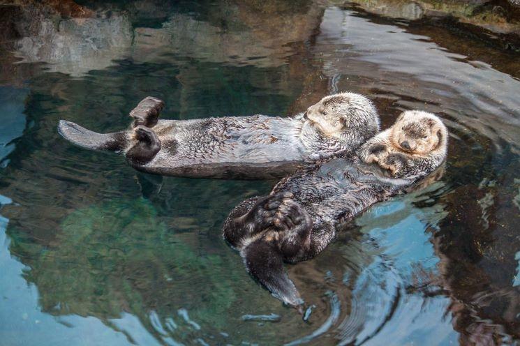 otters in water