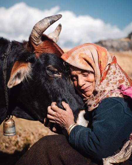 Femme avec sa vache au pied du Nanda Devi dans l'Himalaya