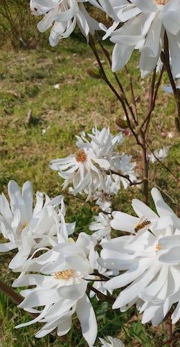 Magnolia stellata 