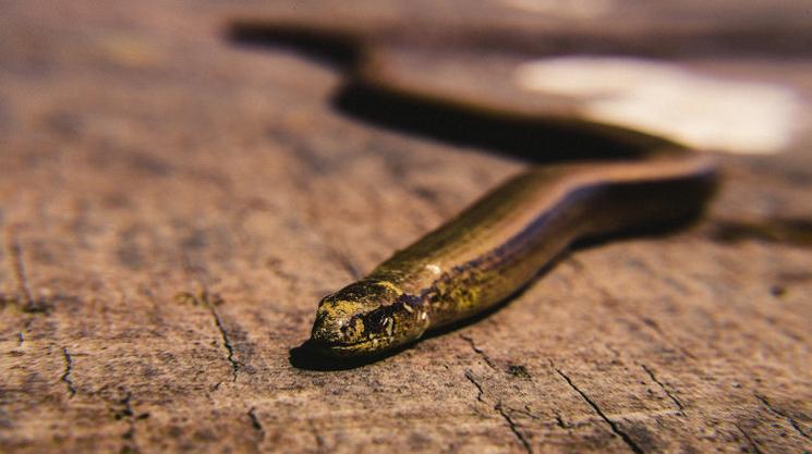 Manger du serpent au Vietnam est considéré comme un plat culinaire