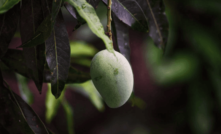 Une mangue accrochée à un arbre. Image : Pexels