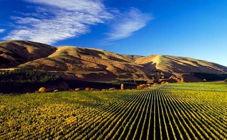 Vignes de Martinborough