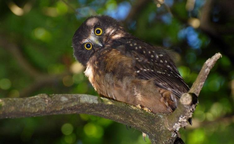 morepork nouvelle zelande oiseau