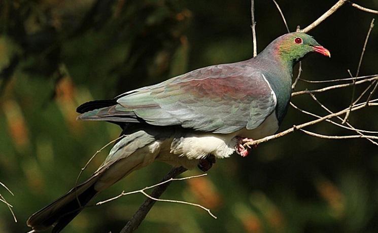 pigeon new zealand oiseau