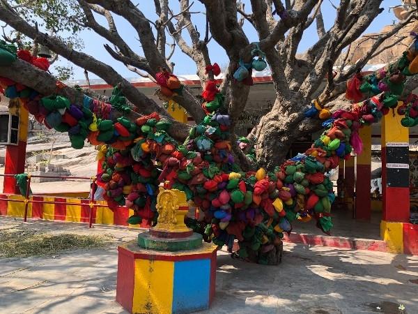 noix de coco emballées en offrandes à Hampi