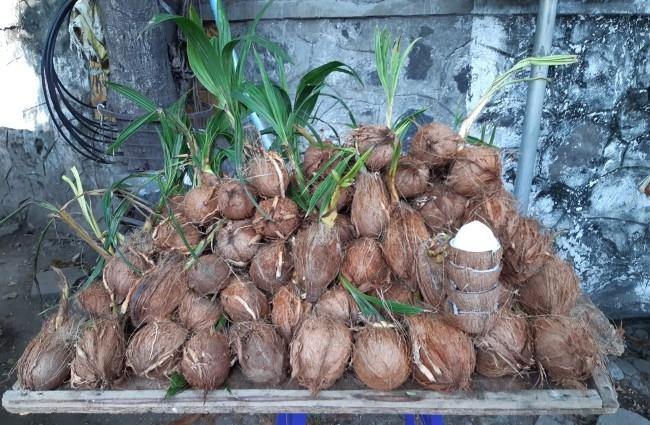 un stand de noix de coco