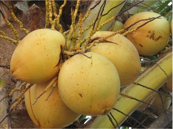 un tas de noix de coco jaunes vendues pour leur eau