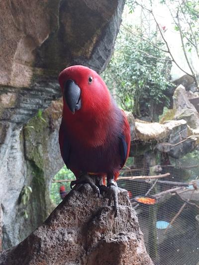 taman safari bogor