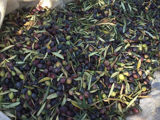 Olives Turquie