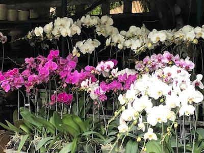 orchidee jakarta