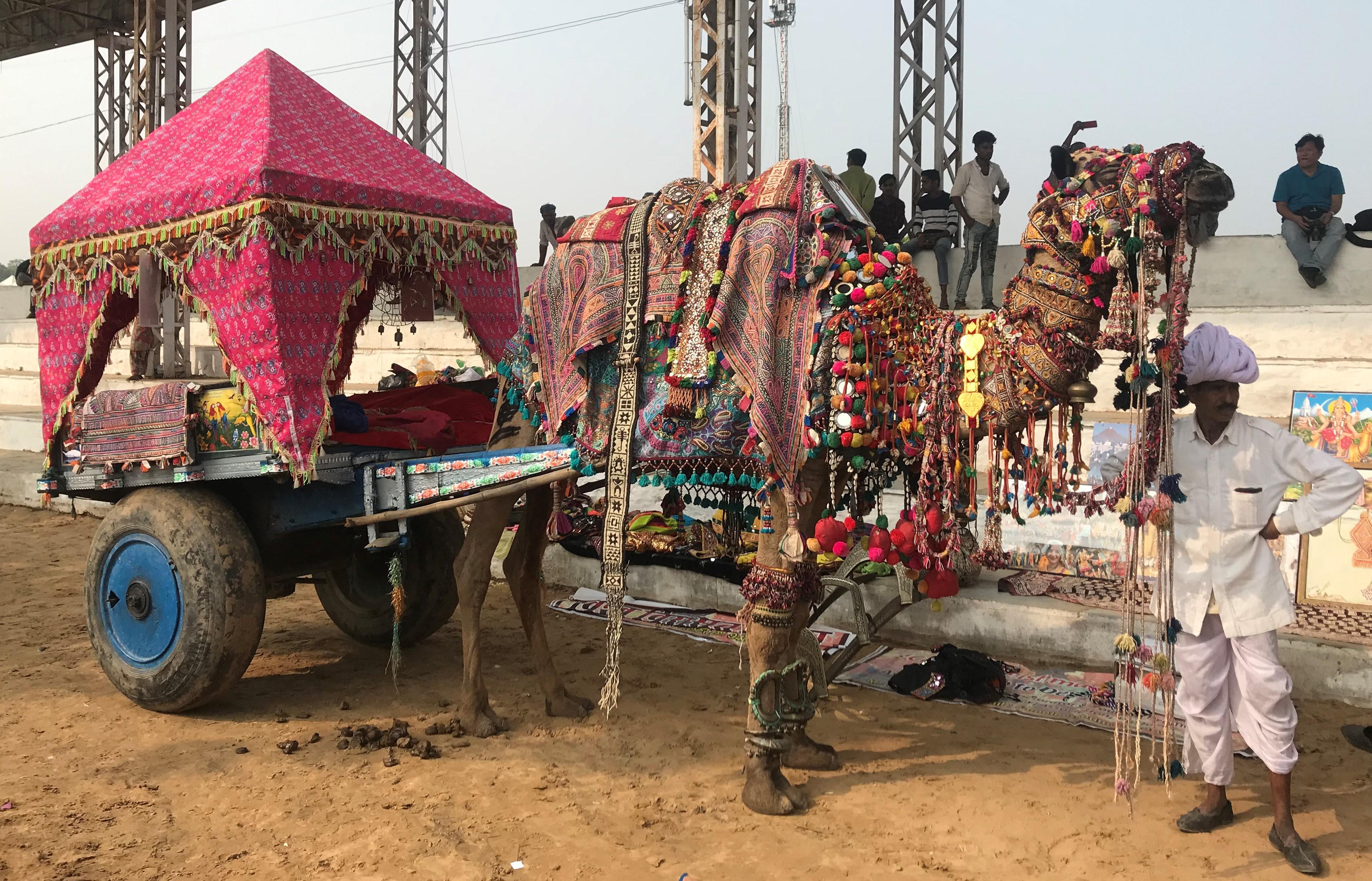 foire aux chameaux india pushkar 