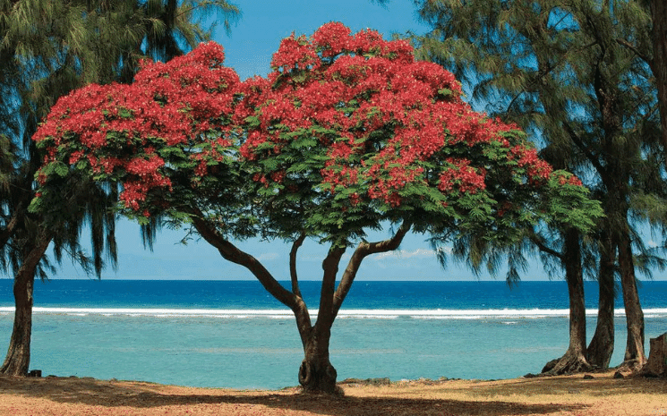 Plage de Saint Leu à la Réunion 