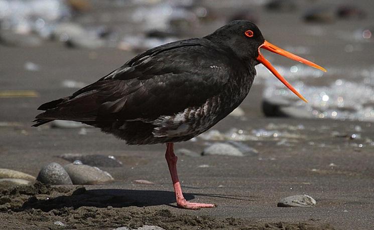 oystercatcher nouvelle zelande