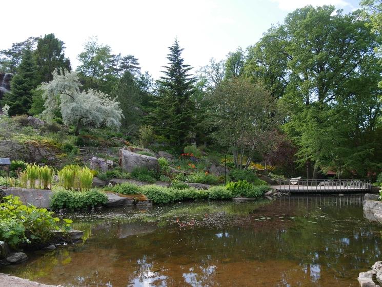 étang du jardin botanique