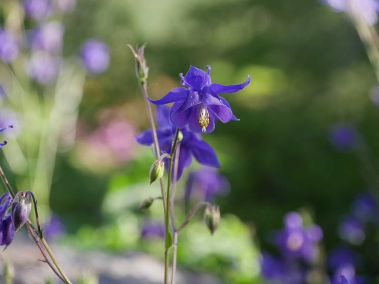 Fleur mauve