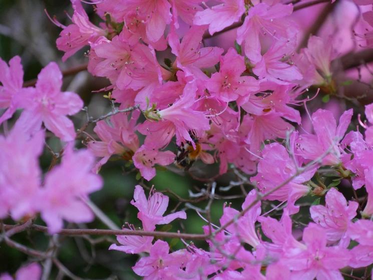 Fleurs roses