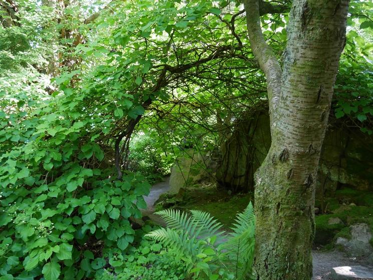 Passage dans les bois