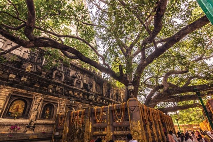 Bouddha aurait connu l'illumination sous un arbre à Bodhgaya.