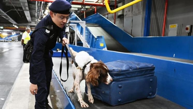 Des chiens renifleurs testent les bagages pour la drogue à l'aéroport de Changi.