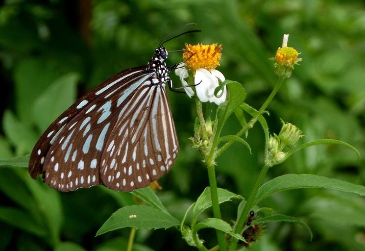 A Butterfly Hill on peut observer de nombreux papillons en liberté.